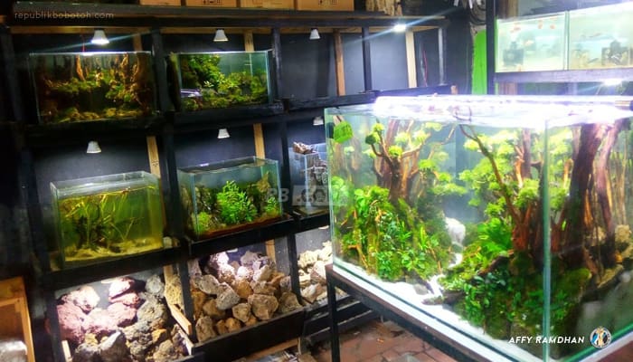 Bray Aquatic Bisa Jadi Alternatif buat Bobotoh Yang Hobi Pelihara Ikan Hias