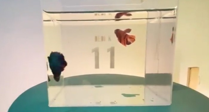 Dedi Kusnandar Koleksi Puluhan Ikan Cupang, Buat Penghilang Rasa Jenuh