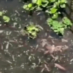 Viral 'Kolam Ikan' di GBLA, Begini Penjelasan Dispora Kota Bandung