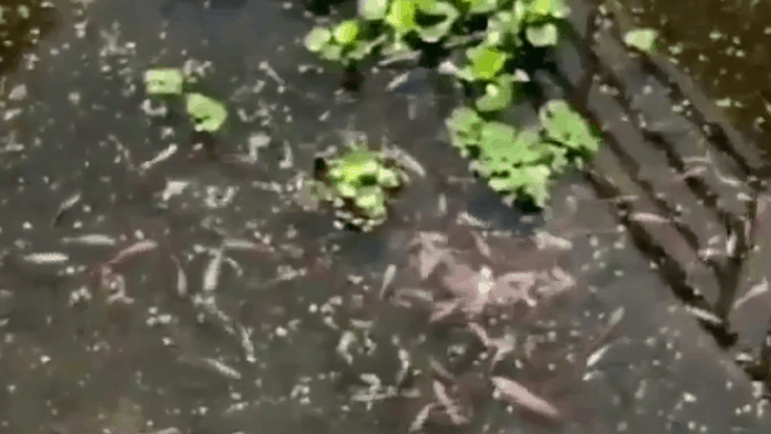 Viral 'Kolam Ikan' di GBLA, Begini Penjelasan Dispora Kota Bandung