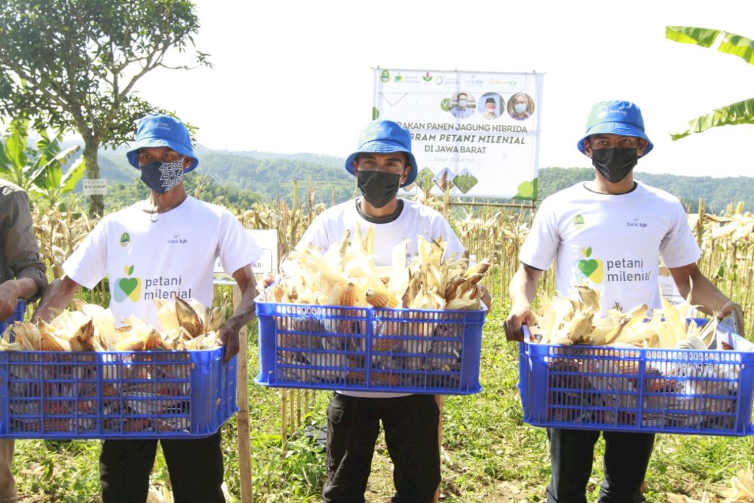  bank bjb Dukung Kesejahteraan Petani Jagung Lewat KUR Petani Milenial