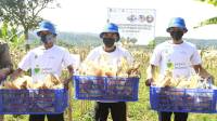  bank bjb Dukung Kesejahteraan Petani Jagung Lewat KUR Petani Milenial
